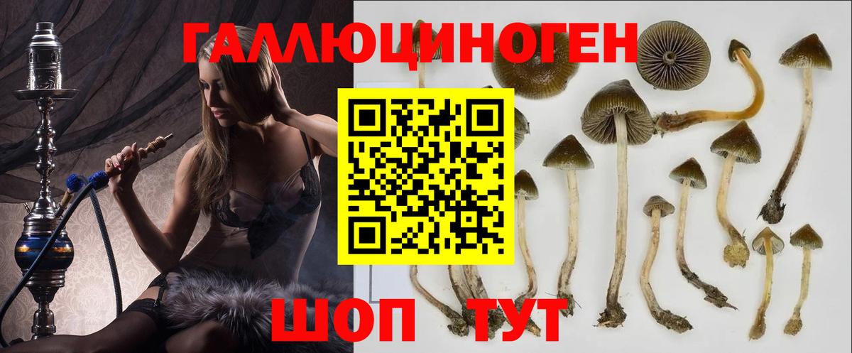 Галлюциногенные грибы прущие грибы Кандалакша